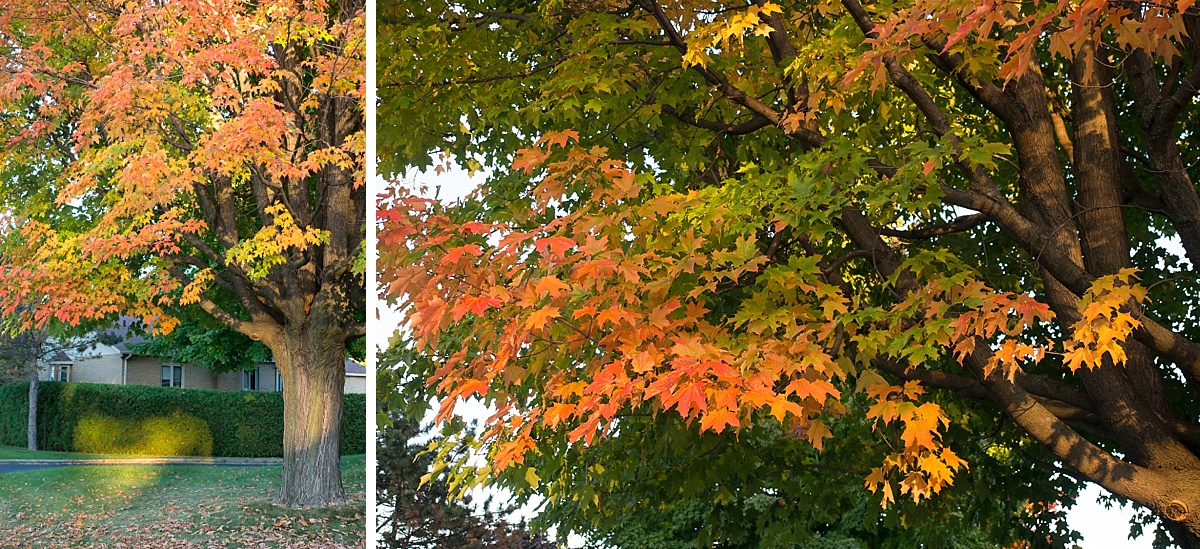 les couleurs de l'automne dans les arbres (érables) de Montréal au canada